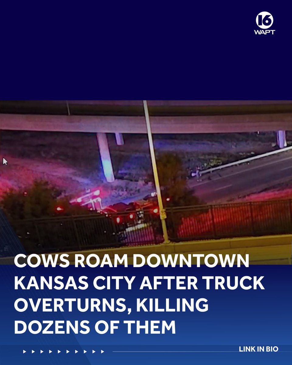 Truck overturns in downtown Kansas City, killing dozens of cattle; authorities investigate.